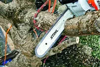 Tala y Podas en Altura de árboles en Tarragona