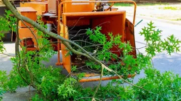 Tala y poda en altura de árboles en Tarragona y Provincia