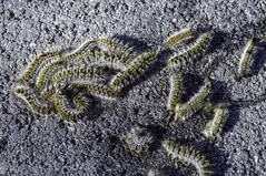 Tala y poda en altura de árboles en Tarragona y Provincia