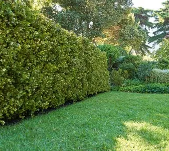 Tala y poda en altura de árboles en Tarragona y Provincia