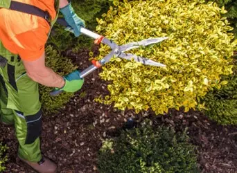 Tala y poda en altura de árboles en Tarragona y Provincia