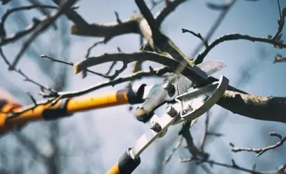 Tala y poda en altura de árboles en Tarragona y Provincia